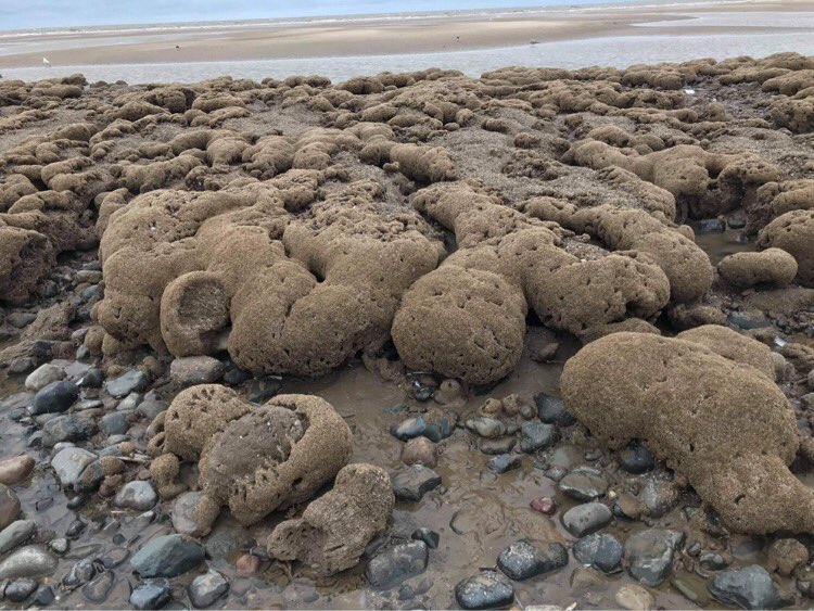 nogasstorage's tweet photo. Thanks to Fran for these amazing close up photos of the honey comb reef growing close to Rossall beach #Fleetwood where Halite’s brine outfall pipe is supposed to be built. This protected species is important to shelter other marine life along the coast #NoGasStorage #SaveOurSeas https://t.co/hdijhxUj0a