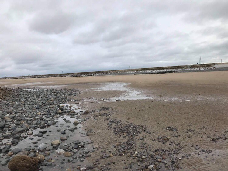 nogasstorage's tweet photo. Thanks to Fran for these amazing close up photos of the honey comb reef growing close to Rossall beach #Fleetwood where Halite’s brine outfall pipe is supposed to be built. This protected species is important to shelter other marine life along the coast #NoGasStorage #SaveOurSeas https://t.co/hdijhxUj0a