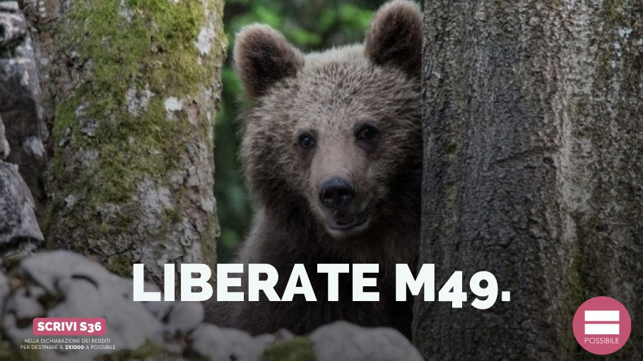 beabri's tweet photo. #M49 è stato catturato per la terza volta. Tra pochi giorni sarebbe entrato in letargo e in queste settimane di libertà non ha mai causato danni o creato situazioni di pericolo. Si trovava in una zona lontana da centri abitati e dagli allevamenti.

Liberatelo. https://t.co/Y3iliFDcVL