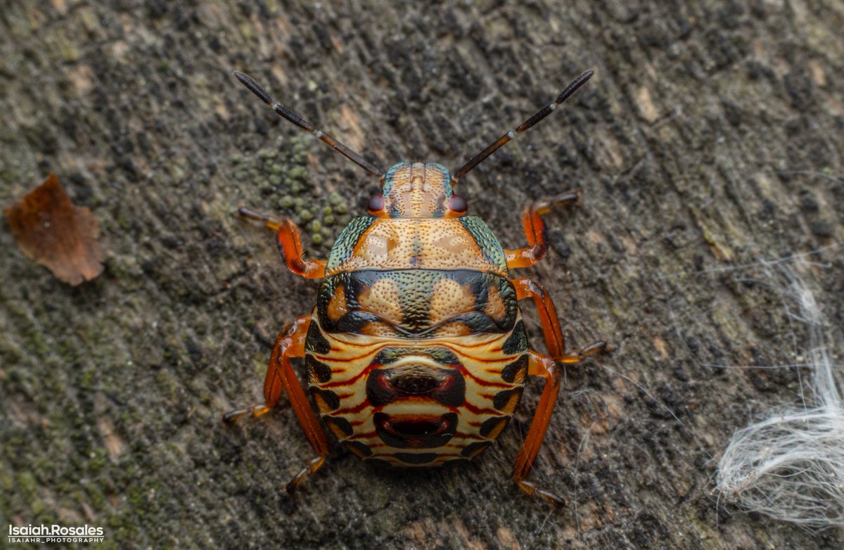 IsaiahRosales's tweet photo. While taking a stroll on the wood bridge in Parc nature du Bois de Liesse, this little juvenile predatory #Shieldbug scurrying along the hand rail had me stop dead in my tracks! Simply astonishing the multitude of different colors these creatures come in . 😍(#Podisus sp) https://t.co/yTFW9LUT61