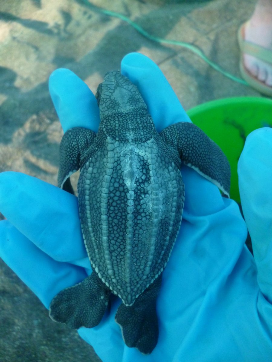 LuVargasAraya's tweet image. #MarineMonday remembering when I've seen baby #leatherbacks in the North Pacific of Costa Rica 💙 Still dreaming of seeing a huge mamma!

Las únicas #baulas que he visto, han sido bebés 💙 Sigo soñando con ver las mamas gigantes, nunca las pego, solo el mega rastro jaja
