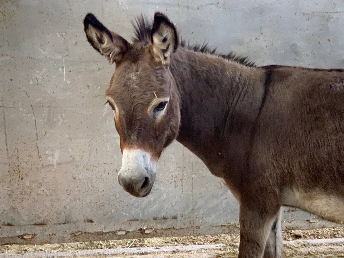 heartandhooves's tweet photo. Shirley still desperately needs your help to get out! This girl deserves a chance to know what it feels like to be safe. Without you she doesnt stand a chance. She now has a home that stepped up for her. Lets save her life.
https://t.co/0SATuqLHOJ https://t.co/oTQukl89mB