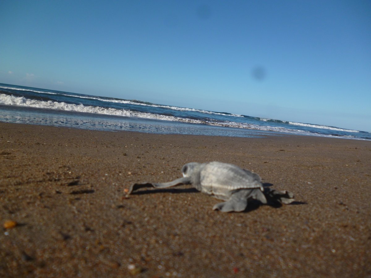 LuVargasAraya's tweet image. #MarineMonday remembering when I've seen baby #leatherbacks in the North Pacific of Costa Rica 💙 Still dreaming of seeing a huge mamma!

Las únicas #baulas que he visto, han sido bebés 💙 Sigo soñando con ver las mamas gigantes, nunca las pego, solo el mega rastro jaja