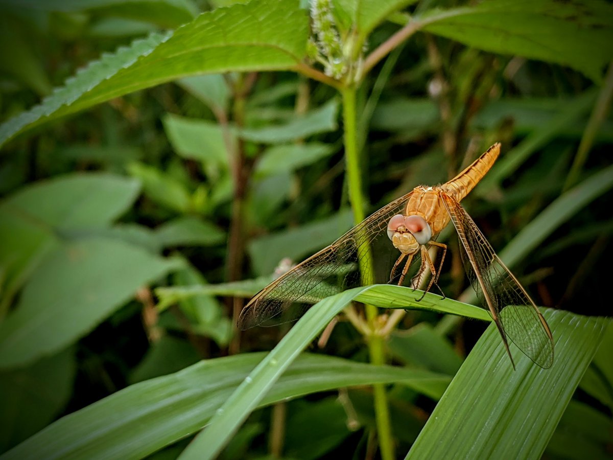 SazeenCr7's tweet photo. Fly fly flyyyy, Dragon Fly !!
@madebygoogle #teampixel #shotonpixel3 https://t.co/qRka3KF4Uw