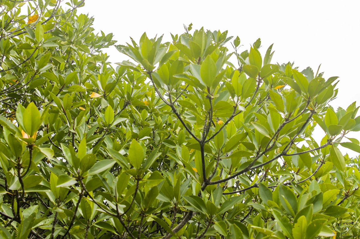 neyteachyou's tweet image. Nagtataka ka rin ba?

Bakhaw lalake (𝘙. 𝘢𝘱𝘪𝘤𝘶𝘭𝘢𝘵𝘢 Blume)? Bakhaw babae (𝘙. 𝘮𝘶𝘤𝘳𝘰𝘯𝘢𝘵𝘢 Lam.)?

Suriin ang dahon,
Naka-erect o pataas ang bakhaw lalake (kaliwa), naka-spread o bukaka naman ang bakhaw babae (kanan) 🤷🏻‍♀️

Turo ng mga lokal sa akin 🤟🏻
#sciencechatph