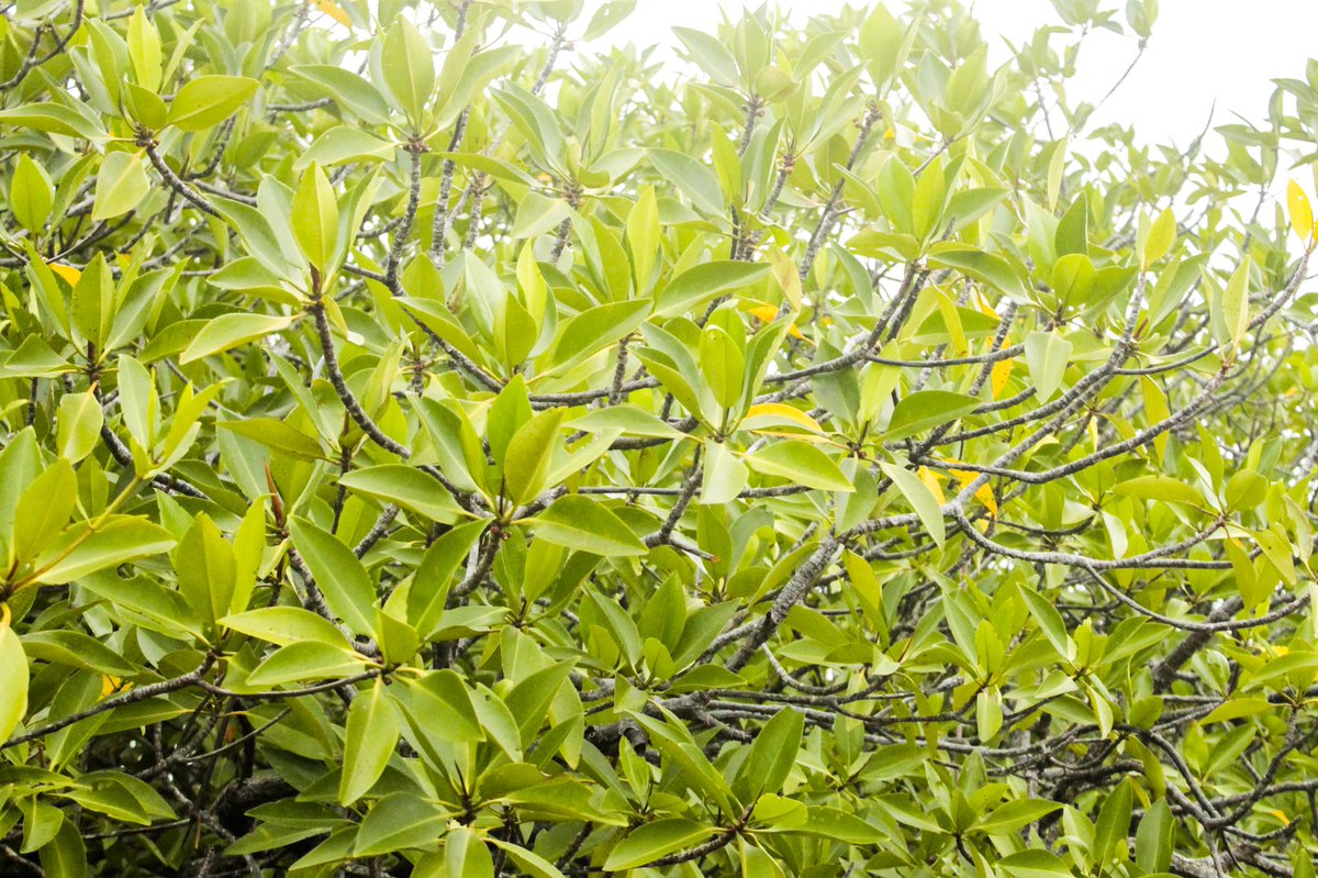 neyteachyou's tweet image. Nagtataka ka rin ba?

Bakhaw lalake (𝘙. 𝘢𝘱𝘪𝘤𝘶𝘭𝘢𝘵𝘢 Blume)? Bakhaw babae (𝘙. 𝘮𝘶𝘤𝘳𝘰𝘯𝘢𝘵𝘢 Lam.)?

Suriin ang dahon,
Naka-erect o pataas ang bakhaw lalake (kaliwa), naka-spread o bukaka naman ang bakhaw babae (kanan) 🤷🏻‍♀️

Turo ng mga lokal sa akin 🤟🏻
#sciencechatph