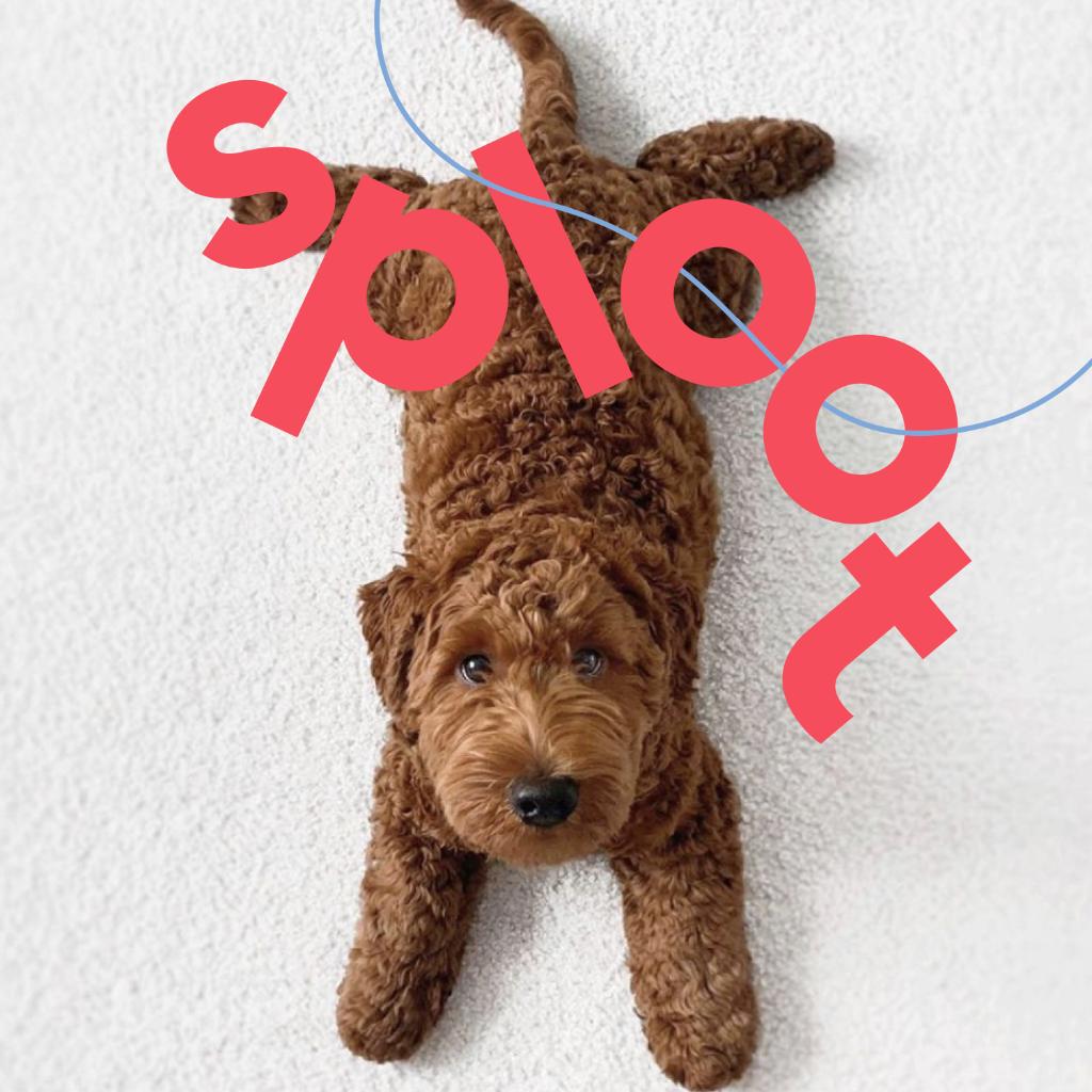 تويتر Chewy على تويتر Sploot Splut Noun Definition The Awkward Yet Adorable Position Of A Dog Lying Down With Their Legs Stretched Out Behind Them Now Show Us Them Sploots Https T Co Ogq8dc4les