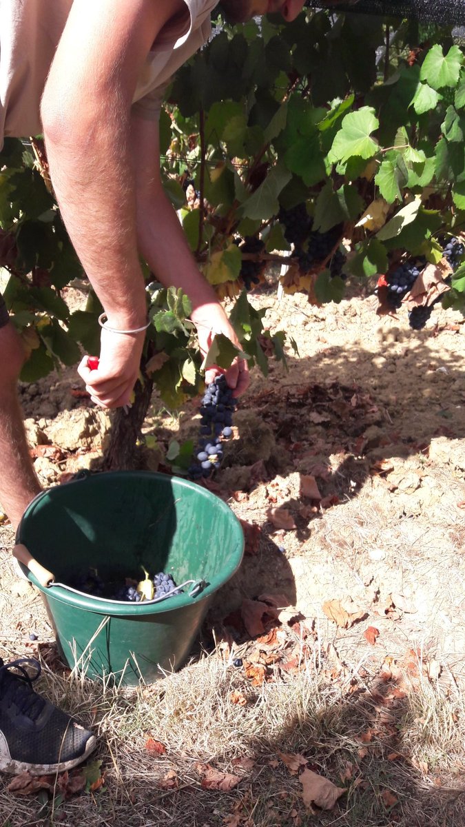 Vitisad_Fr's tweet photo. Vendange de Negrette pour le projet #Vitisad, mesure du rendement au pied par pied et vinifications différenciées pour les 4 modalités https://t.co/edD7mTwMoj