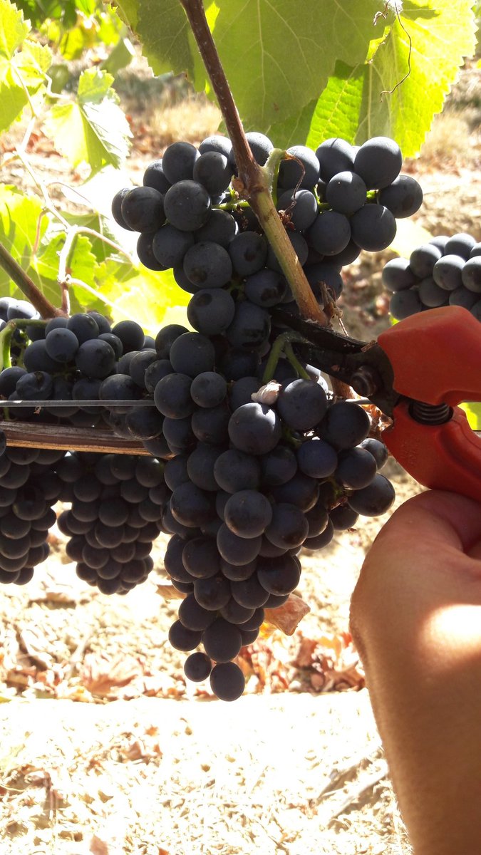 Vitisad_Fr's tweet photo. Vendange de Negrette pour le projet #Vitisad, mesure du rendement au pied par pied et vinifications différenciées pour les 4 modalités https://t.co/edD7mTwMoj