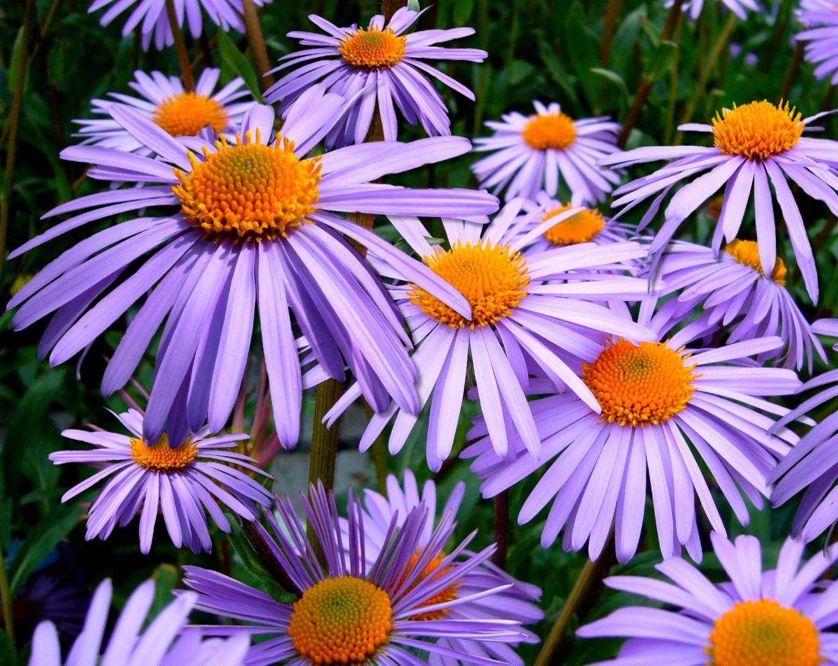 TriangleGarden's tweet photo. In case you missed our September e-newsletter! https://t.co/jxs11rAzhg https://t.co/pAwwZ7PgxM