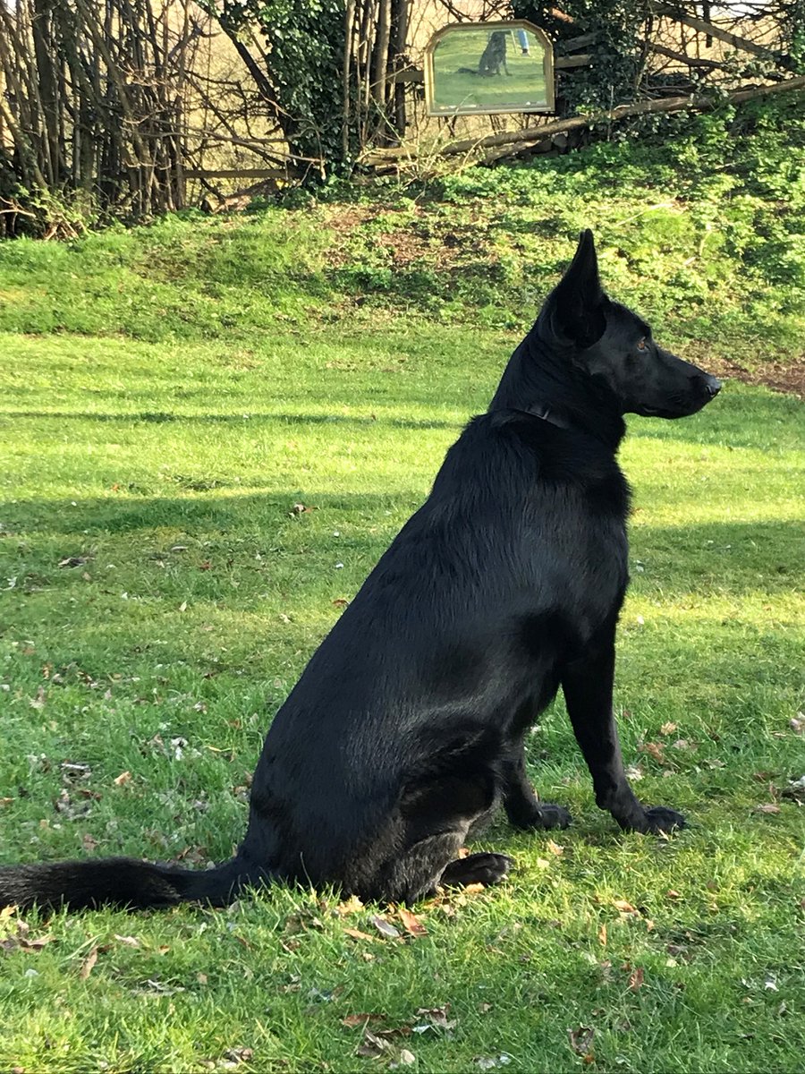 northyorkspfcc's tweet image. #DogHour  Have your say on road safety by completing the  @AssocPCCs  Roads Safety Survey surveymonkey.co.uk/r/apccsaferoads

More here bit.ly/3hYb0ur

#PCCsMakingADifference