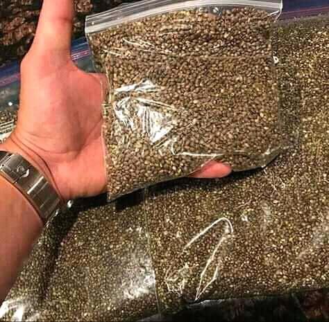 Top medicated seeds available 
Send me private message if interested