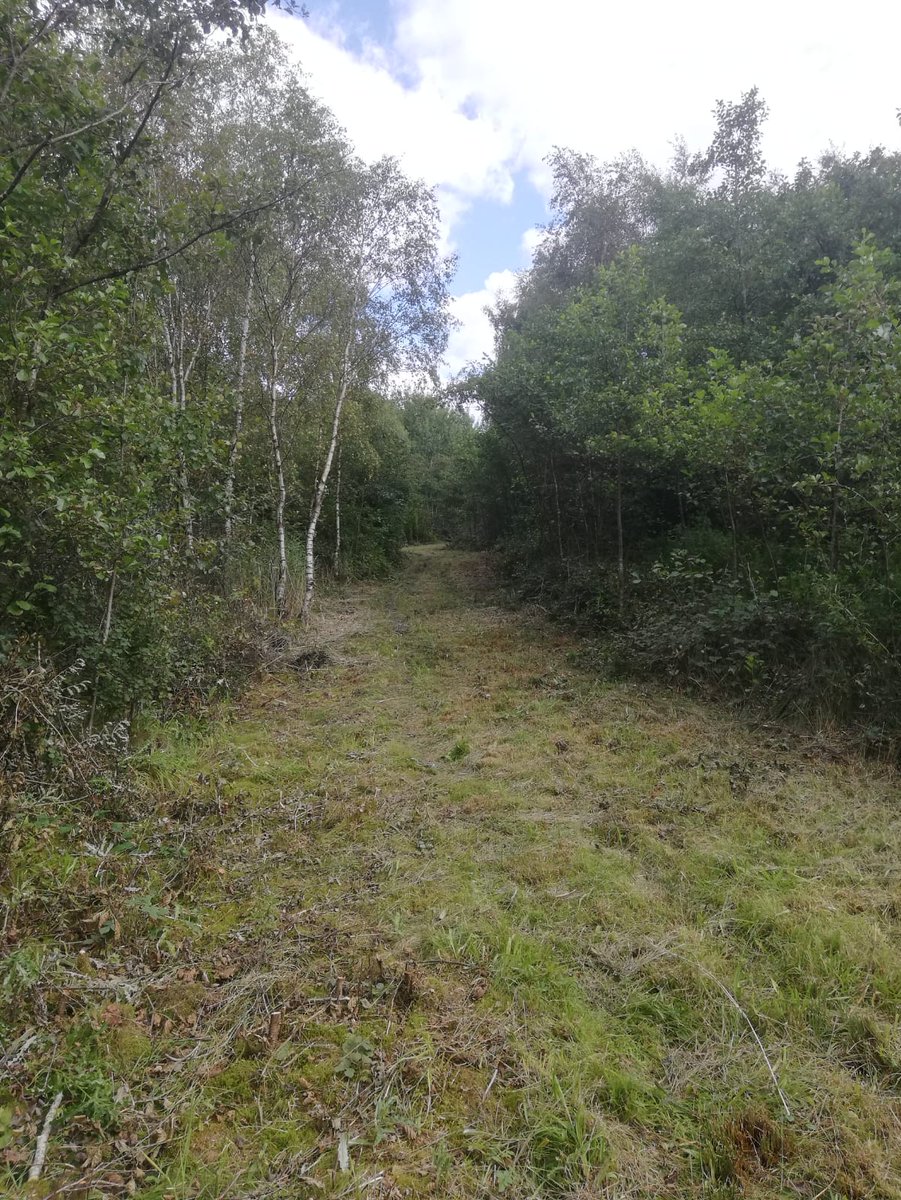 MarkHChampion's tweet photo. #BeeforEver project funded by @BiffaAward and delivered by @Lancswildlife connecting the meadows with rides to facilitate the movement of pollinators. @WiganCouncil https://t.co/S191DMCIjq