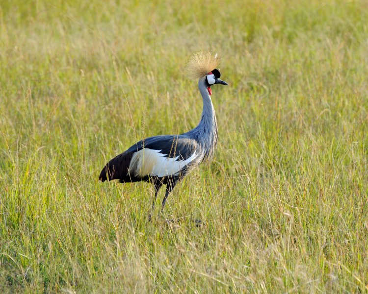 BobbyCamping's tweet photo. Grey crowned crane is omnivorous bird, it eats plant matter, including fresh parts of grasses, seed heads of sedge, and insects such as grasshoppers, locusts and crickets, and worms, lizards, frogs and crabs.
Endless stories.
#birdlife #greycrownedcrane #birdhabitat #tanzania https://t.co/Dw9TULUPQa