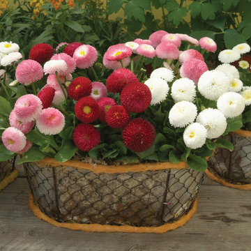 WonderPlants tweet picture