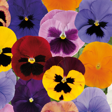 WonderPlants tweet picture