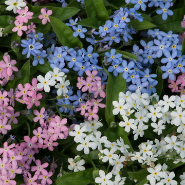 WonderPlants tweet picture