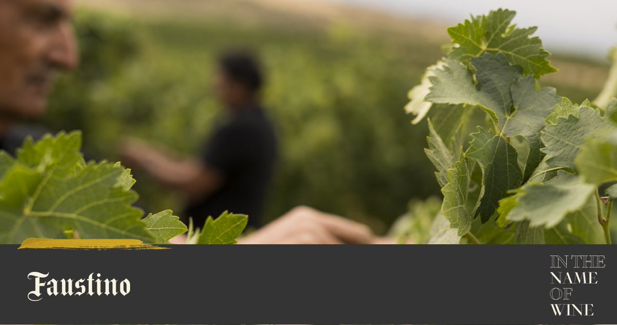 ¡Seguimos vendimiando en Bodegas Faustino! Comenzamos la semana con la variedad Viura de la zona de Mendavia. ¿Quieres ver cómo llega la uva a la bodega? ¡Visita nuestro Instagram!

👉 instagram.com/faustinobodega…