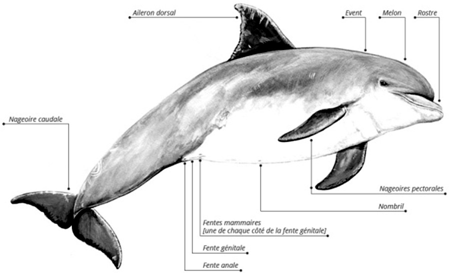 Un jour, un dauphin a inventé la technique de l'éponge protectrice