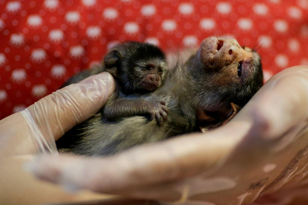 Reuters's tweet photo. Amazon animal rescue brings hope from blazes great and small https://t.co/JwSZ0Ty0lP https://t.co/kYUi2SPoyO