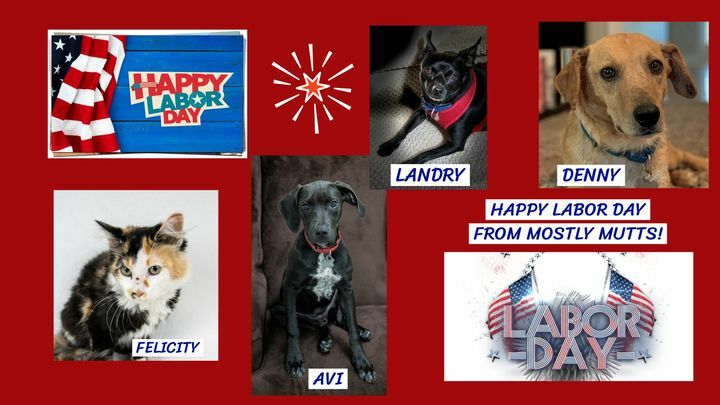 💥🇺🇸 HAPPY LABOR DAY! 🇺🇸💥
Have a safe and fun Labor Day! Check out our website to see all of our adoptable pets, mostlymutts.org!  #happylaborday  #adoptabledogs  #adoptablecats  #kennesawga