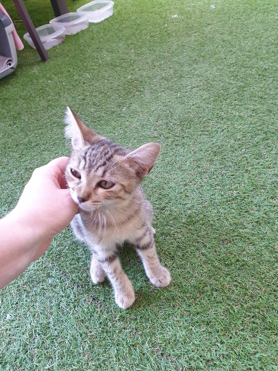 heyRatolina's tweet photo. ¡¡DIFUNDID!! Esta bonica busca hogar. Están en Ciudad Real. La han encontrado abandonada unos amigos y no se la pueden quedar. Si os interesa escribid a lour2200@gmail.com
Es una gatita hembra de pocos meses, mimosa y la reina del ronroneo. ¡Merece una familia! https://t.co/EV9qdzR80L