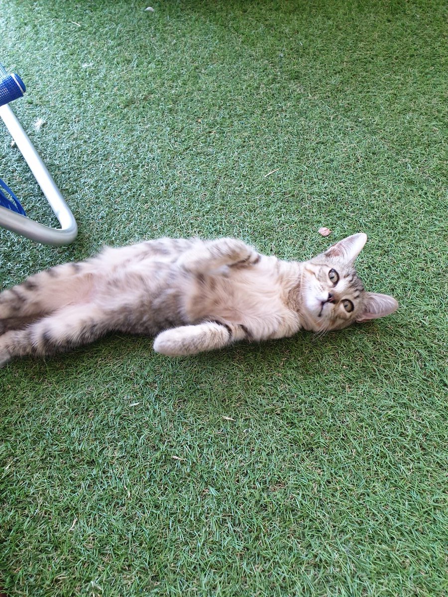heyRatolina's tweet photo. ¡¡DIFUNDID!! Esta bonica busca hogar. Están en Ciudad Real. La han encontrado abandonada unos amigos y no se la pueden quedar. Si os interesa escribid a lour2200@gmail.com
Es una gatita hembra de pocos meses, mimosa y la reina del ronroneo. ¡Merece una familia! https://t.co/EV9qdzR80L