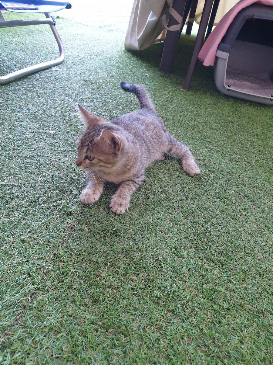 heyRatolina's tweet photo. ¡¡DIFUNDID!! Esta bonica busca hogar. Están en Ciudad Real. La han encontrado abandonada unos amigos y no se la pueden quedar. Si os interesa escribid a lour2200@gmail.com
Es una gatita hembra de pocos meses, mimosa y la reina del ronroneo. ¡Merece una familia! https://t.co/EV9qdzR80L
