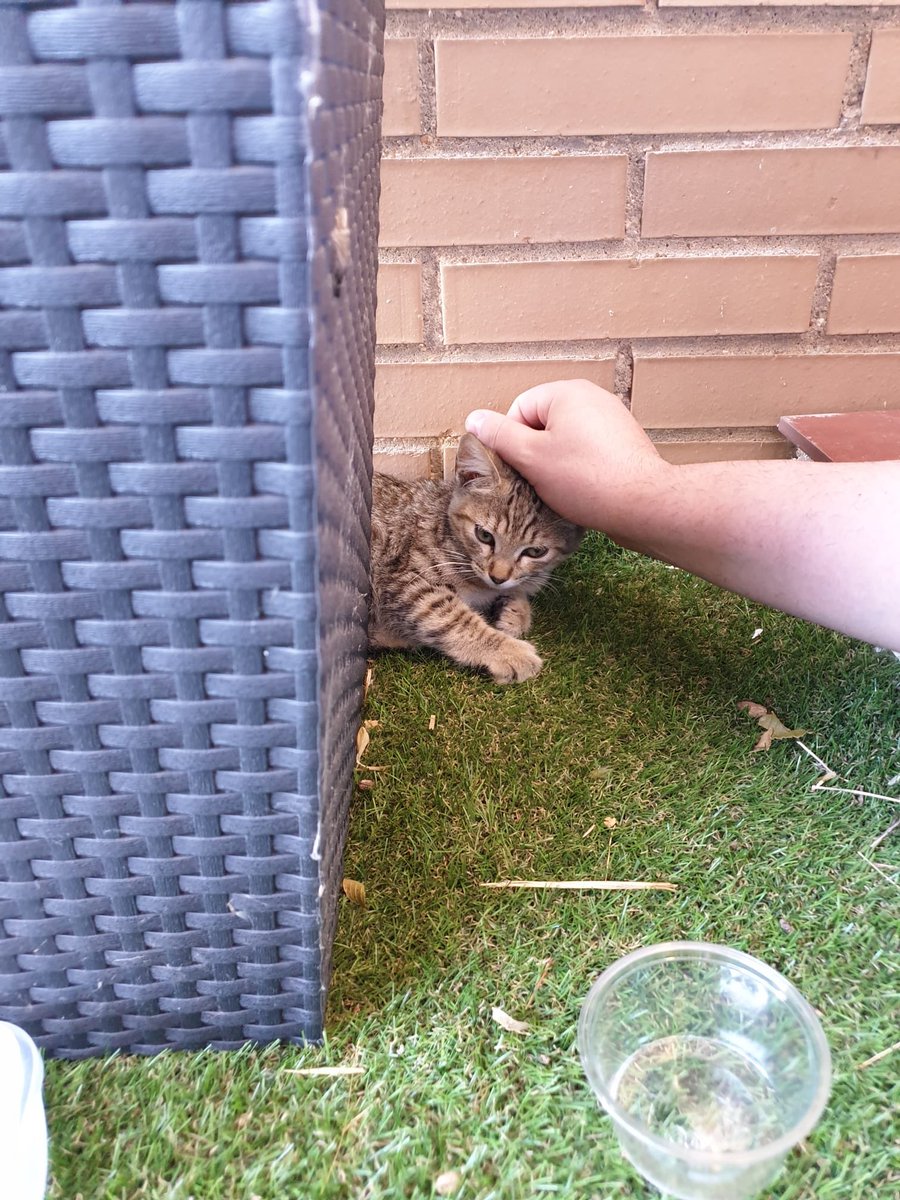 heyRatolina's tweet photo. ¡¡DIFUNDID!! Esta bonica busca hogar. Están en Ciudad Real. La han encontrado abandonada unos amigos y no se la pueden quedar. Si os interesa escribid a lour2200@gmail.com
Es una gatita hembra de pocos meses, mimosa y la reina del ronroneo. ¡Merece una familia! https://t.co/EV9qdzR80L