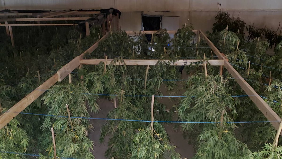 Lots of trimming in our future. #budbrothersfarms #medicatethestate #stickyhandscleanmoney