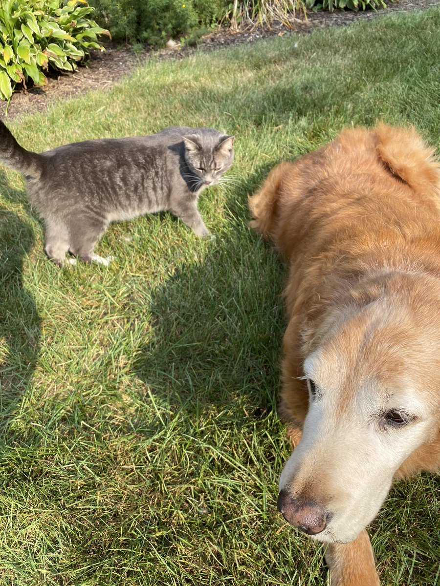 thedog_max's tweet photo. FOR SALE:
1 - Meow Meow. He always tryin to steal my bewy rubs. He’s gray color, but everyfing is gray- ima dog. Probably a good fit for your home, not mine. Willing to ship but not sure how to cut air holes. 

PRICE:
5 good boys &amp; 7 snax, OBO

PS: don’t tells mommy https://t.co/5w96lNAOlj