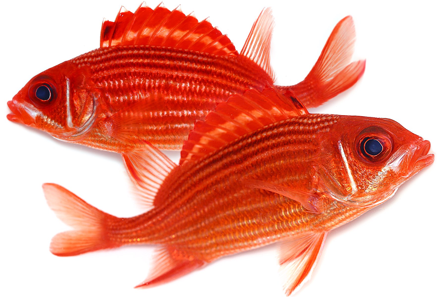 ゆうじ 夜の磯に潜ると昼間はどこに隠れているのかさっぱり目にすることがない 赤い魚がたくさん出てきていて驚かされる これは普通のテリエビスかな 沖縄でも見つけた まあまあ大きいが 寝ぼけているのか手で採集できるほど遅い よく見るとほっぺの