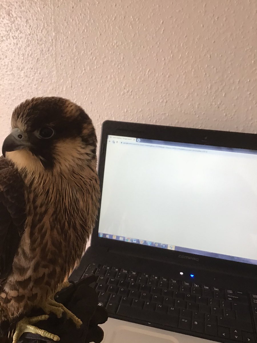 Kintailbop's tweet photo. It’s raining outside so no excuse paperwork & Manning it is. https://t.co/jMs3Sc84J1 #peregrine #argyll #kintailbop #scottishweather #birdsofpreyscotland https://t.co/C0uD23D57b