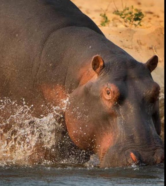 switchtvkenya's tweet photo. A woman has been killed by a hippopotamus as she came from the market in Makina Village , Embu County. #SwitchUpdates https://t.co/axJ3mlbwtw