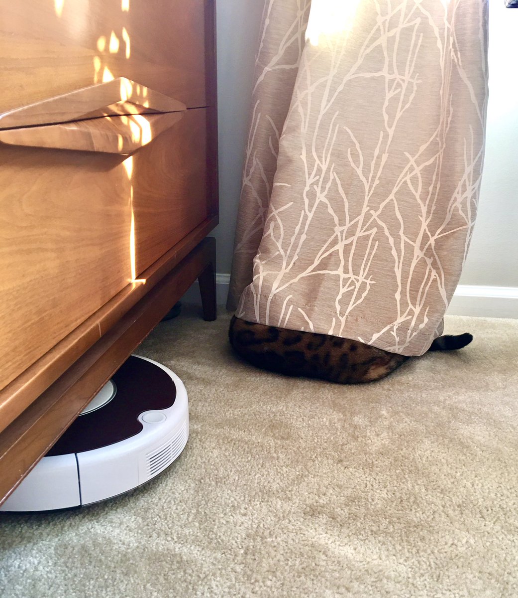 FlokiTheBengal's tweet photo. Flöki and Roomba charging their batteries.  We will be juiced up and ready for action soon. #flokithebengal #bengalsofinstagram #catsofinstagram  #bengalcat #bengalcatsofinstagram https://t.co/aoCJeynu2P
