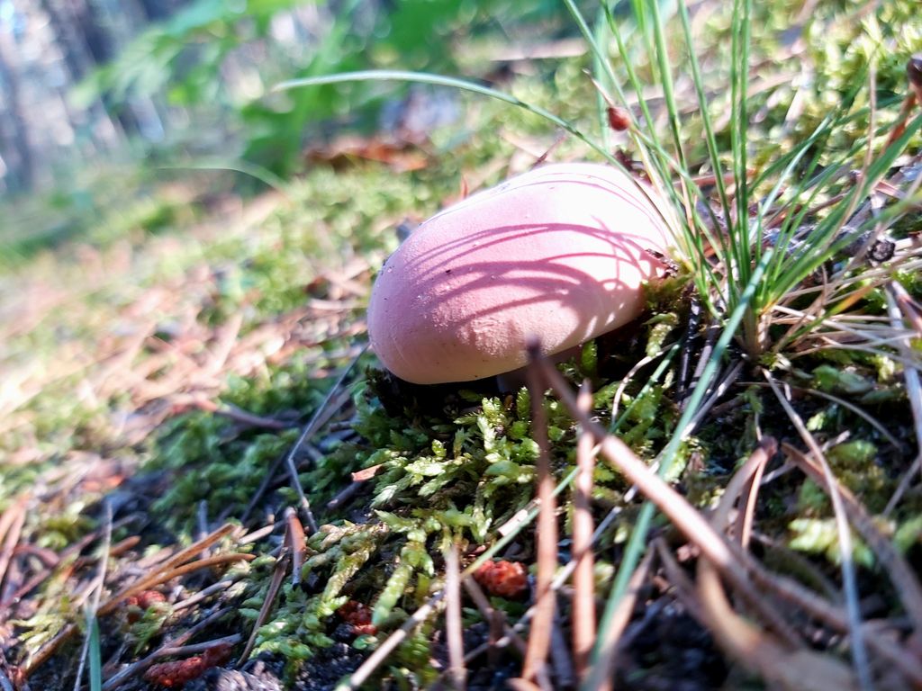 StarryDawnAdven's tweet photo. What do y'all think of mushrooms?
#theyresopretty #bethesafunguy #mushroom #nature #beautyinthesmallthings #dontjustwalkby #Saskatchewan #nature #hiking #soperfectandround https://t.co/a4P6nMfoqD