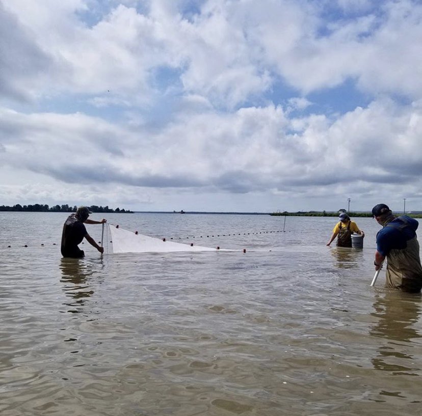 LSSU_CFRE's tweet photo. Here at #CFRE, we love the seine - and so do our students! Seining is a great way to #sample for fish and #socialdistance! 
Our #fisheries #management and #ichthyology students were able to practice using this great gear in Ashmun Bay for their labs. 

#ThisIsLakeState https://t.co/rAW1q1i5MA