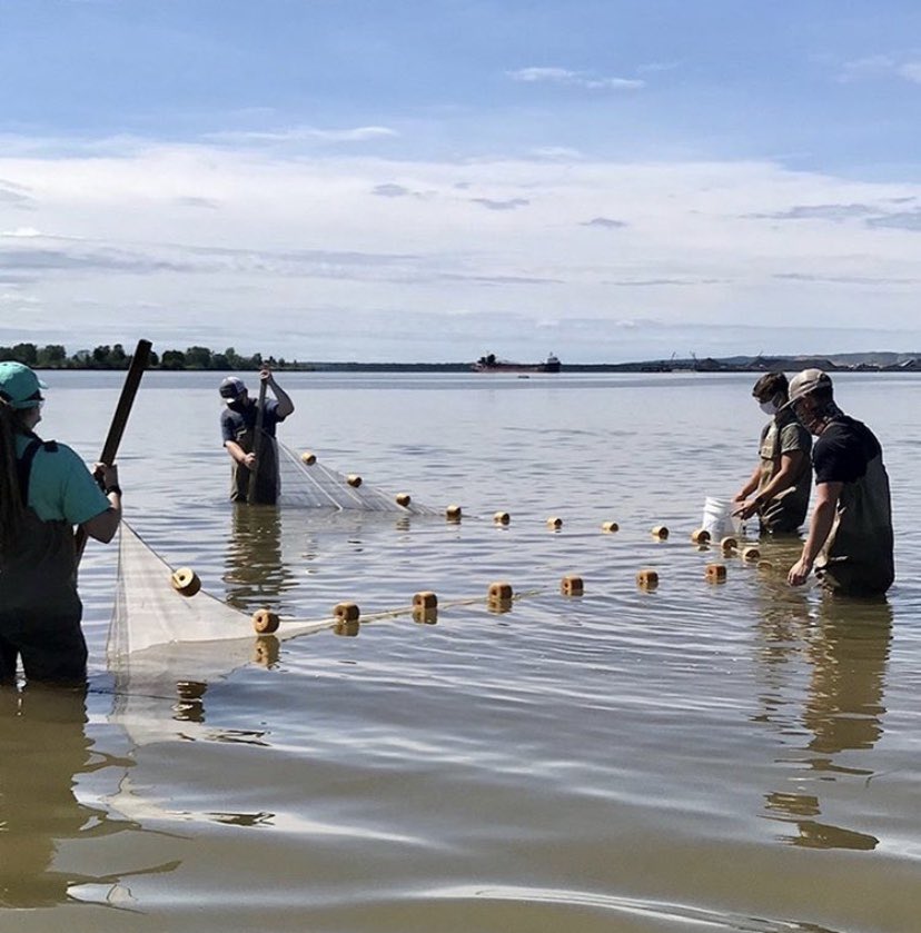 LSSU_CFRE's tweet photo. Here at #CFRE, we love the seine - and so do our students! Seining is a great way to #sample for fish and #socialdistance! 
Our #fisheries #management and #ichthyology students were able to practice using this great gear in Ashmun Bay for their labs. 

#ThisIsLakeState https://t.co/rAW1q1i5MA