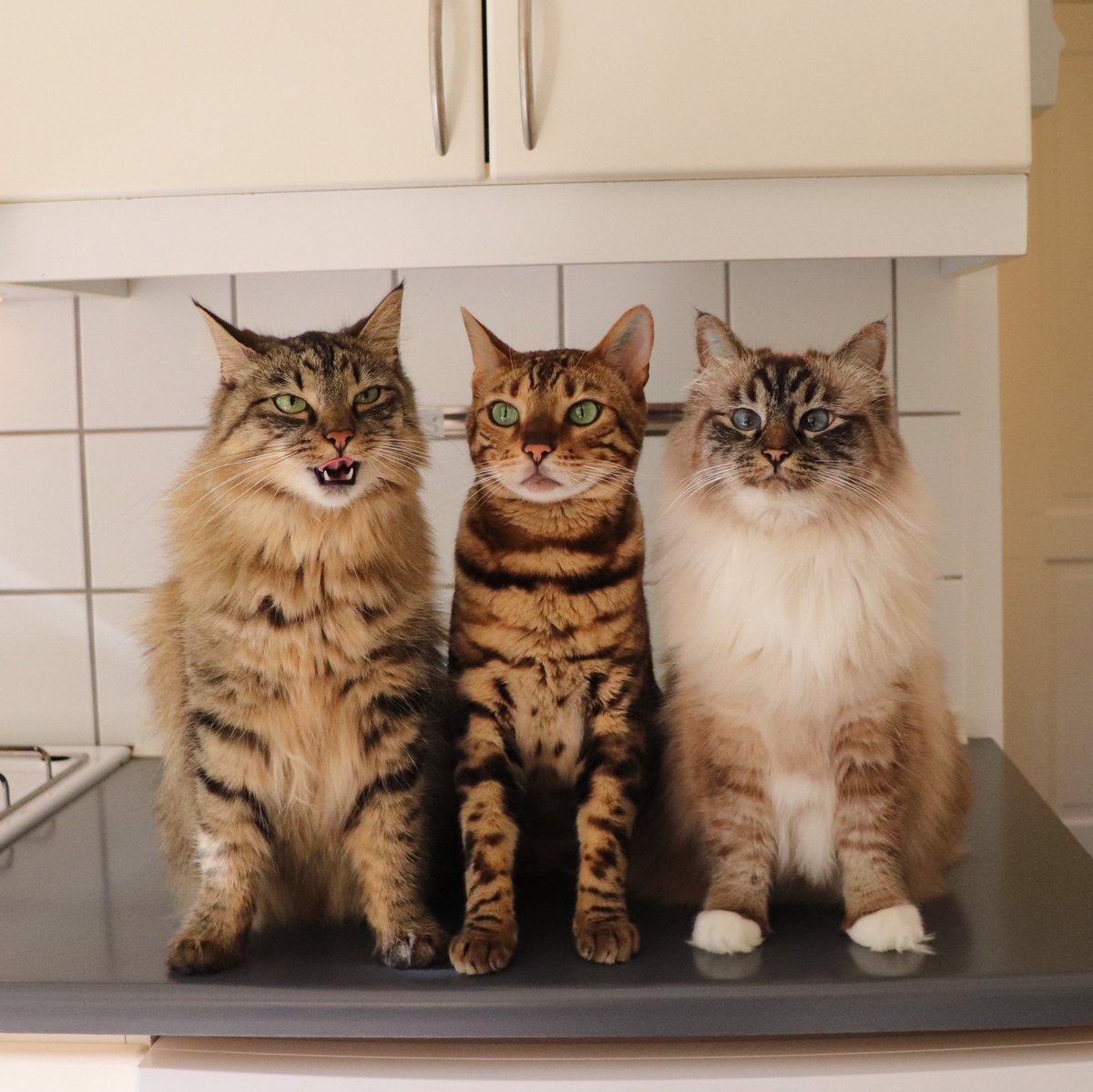 missenell's tweet photo. 😻 #cats https://t.co/3xw3NtPfKI