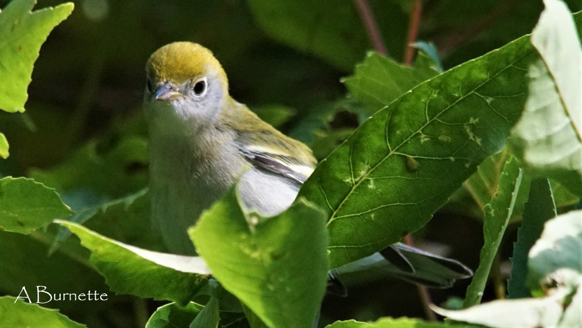 HawkGrrl2525's tweet photo. Hi, my name is Chestnut.  As in Chestnut-sided.  Are you a bug?  If so, I'd sure like to eat, I mean, meet you.  #warblering #migration #birding #fallbirding https://t.co/lwPaN0GsF9