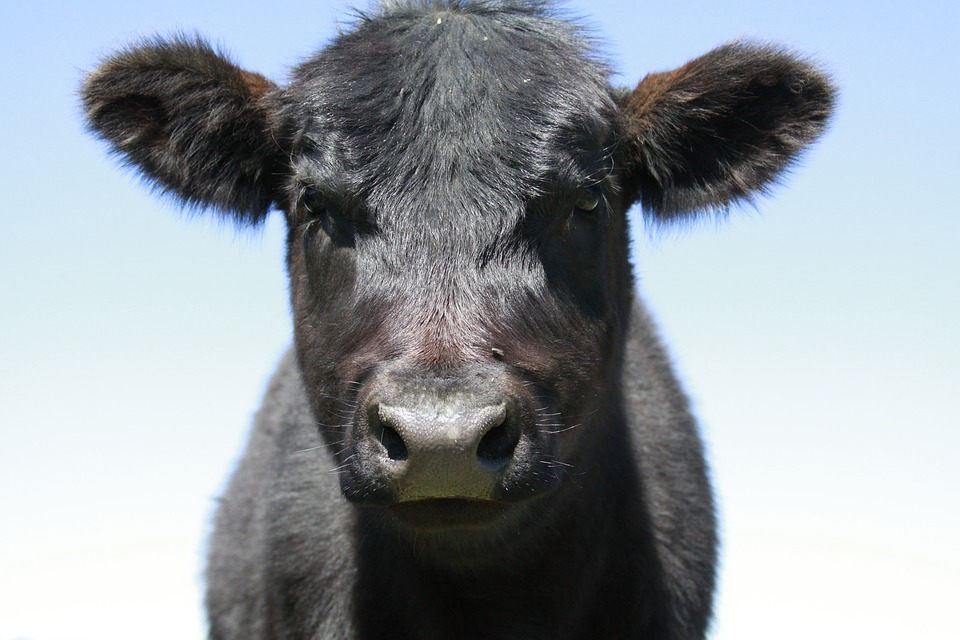 SpringerPlants's tweet photo. Can #CSF2 improve embryo survival to stress? Find out with this latest research performed on bovine blastocysts which has just published in CABI A&B https://t.co/zvH9Ivwxpe #agriculture #bioscience @froylansosa_ @ufpjhansen @UF_ASGSA @UFatWork @UF_IFAS @uf_ansci @CABI_News https://t.co/WARegHLD3a