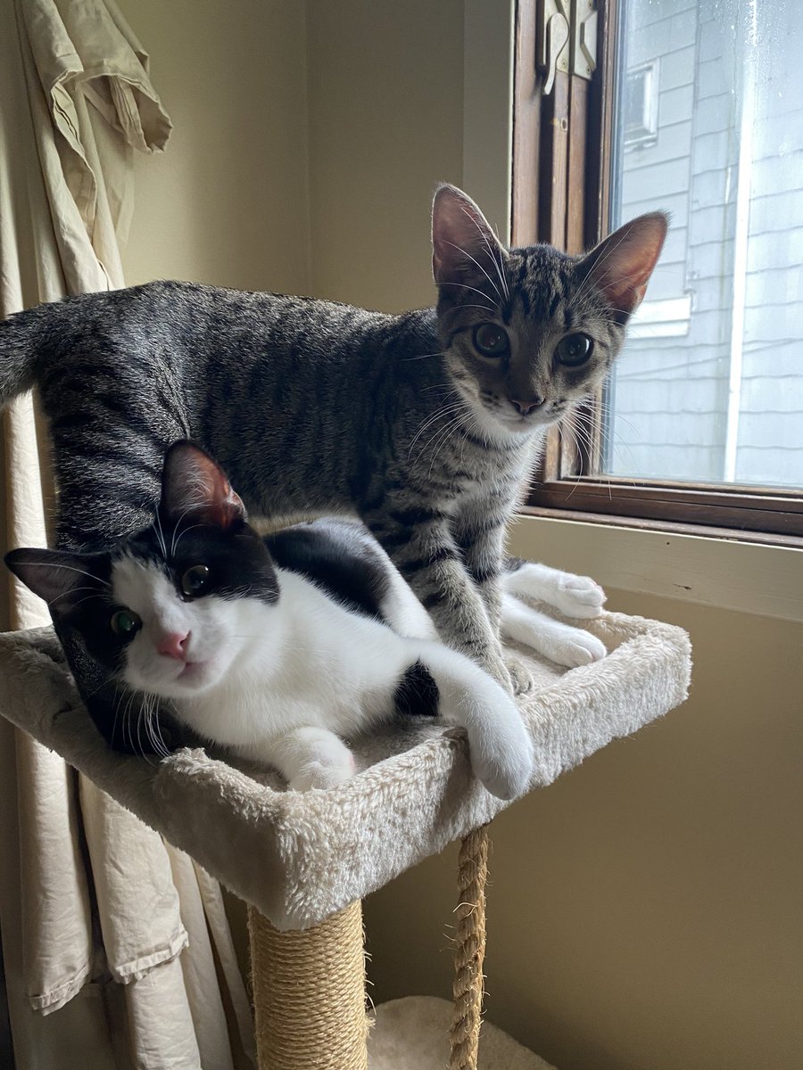 peetsfeets's tweet photo. This is the best day ever!!! We got two breakfasts 30 minutes apart!!! πΊπΈ Mom said no big deal since the worms are being fed, not funny Mom!πΌπΎ#HappyLaborDay #DoubleBreakfast https://t.co/DGfMmceHJK