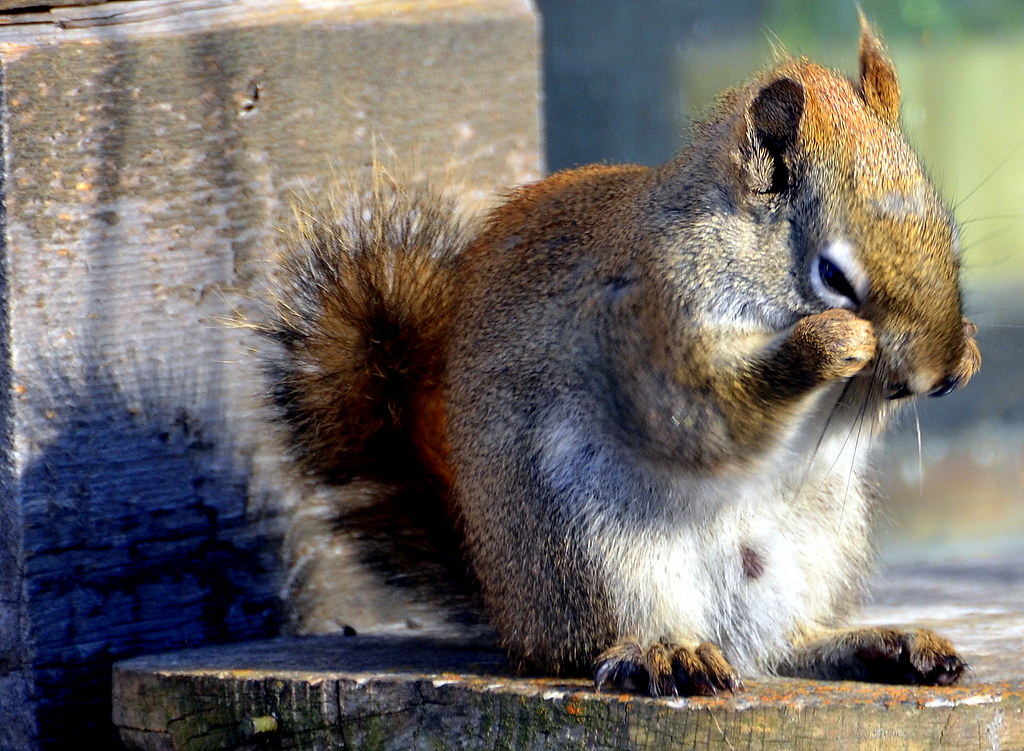 secretsquirrel's tweet photo. When you realize that Labor Day is actually your last weekend of summer.... #squirrelprobs https://t.co/MD6AKyrxoI