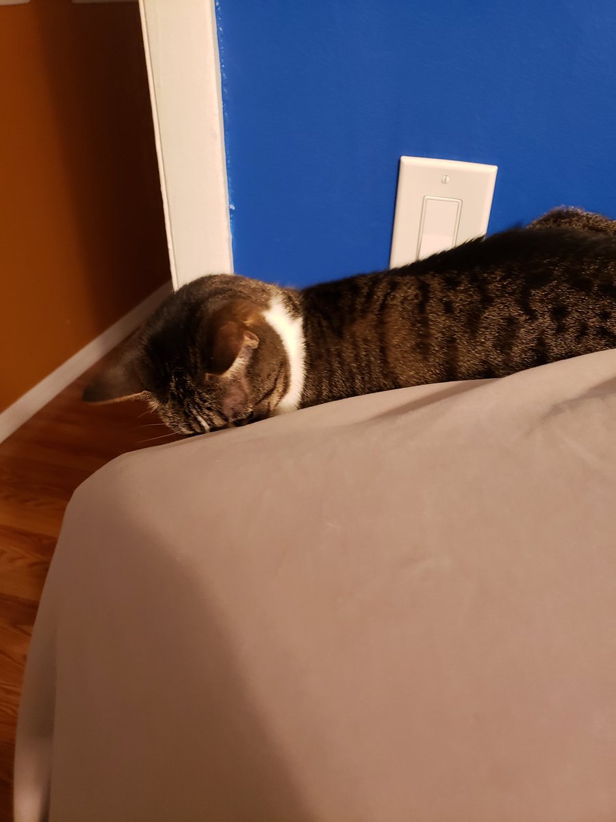 NovaOrionshow's tweet photo. "Do you really need to stacks these pillows rights besides me momma? I is practicing my snowy leopard pose."-Nova #catsofinstagram #CatsOfTwitter #NovaOrionshow #Nova #catposes #MondayMood #MondayVibes #kittyloafmonday https://t.co/9bLx5jPSS0