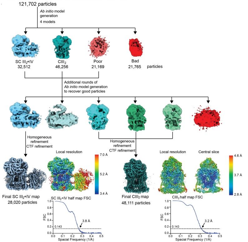 sci_plant's tweet photo. Atomic structures of respiratory complex III2, complex IV and supercomplex III2-IV from vascular plants

https://t.co/n18eWdrVFd
#plantsci #vascularplants #Atomicstructures ♻️ https://t.co/nCSy0PG1LU