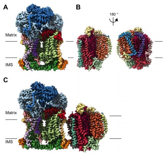 sci_plant's tweet photo. Atomic structures of respiratory complex III2, complex IV and supercomplex III2-IV from vascular plants

https://t.co/n18eWdrVFd
#plantsci #vascularplants #Atomicstructures ♻️ https://t.co/nCSy0PG1LU