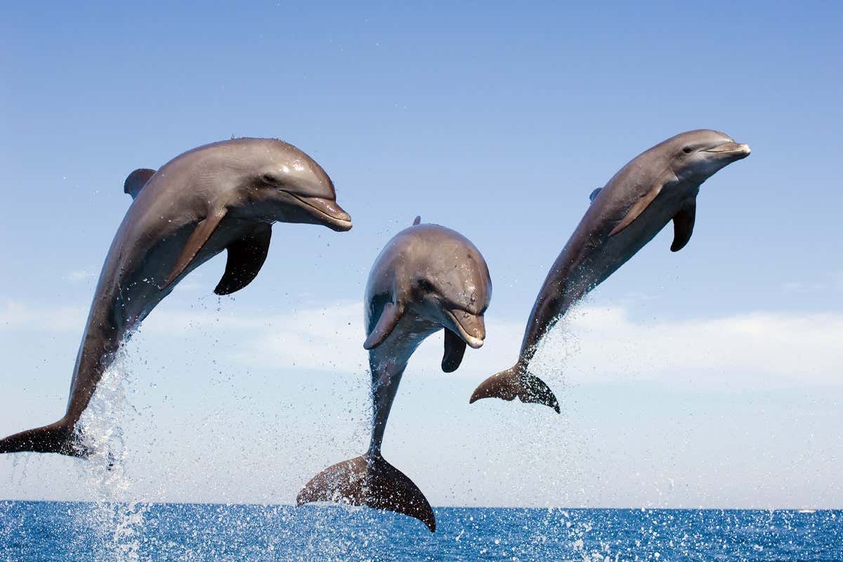 Dolphins have two stomachs, one for storing food and one for digesting food. 🐬 #FactManiac