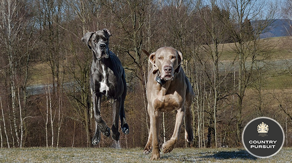 CPPetfood's tweet photo. Action shot! πΈπΆ Running is the best, escpecially with a fellow doggo! π
#dogsoftwitter #runningdogs #happydog #doggosbeingdoggos #adogslife #countrypursuit #FriendsofCP https://t.co/9K1IgglT6c