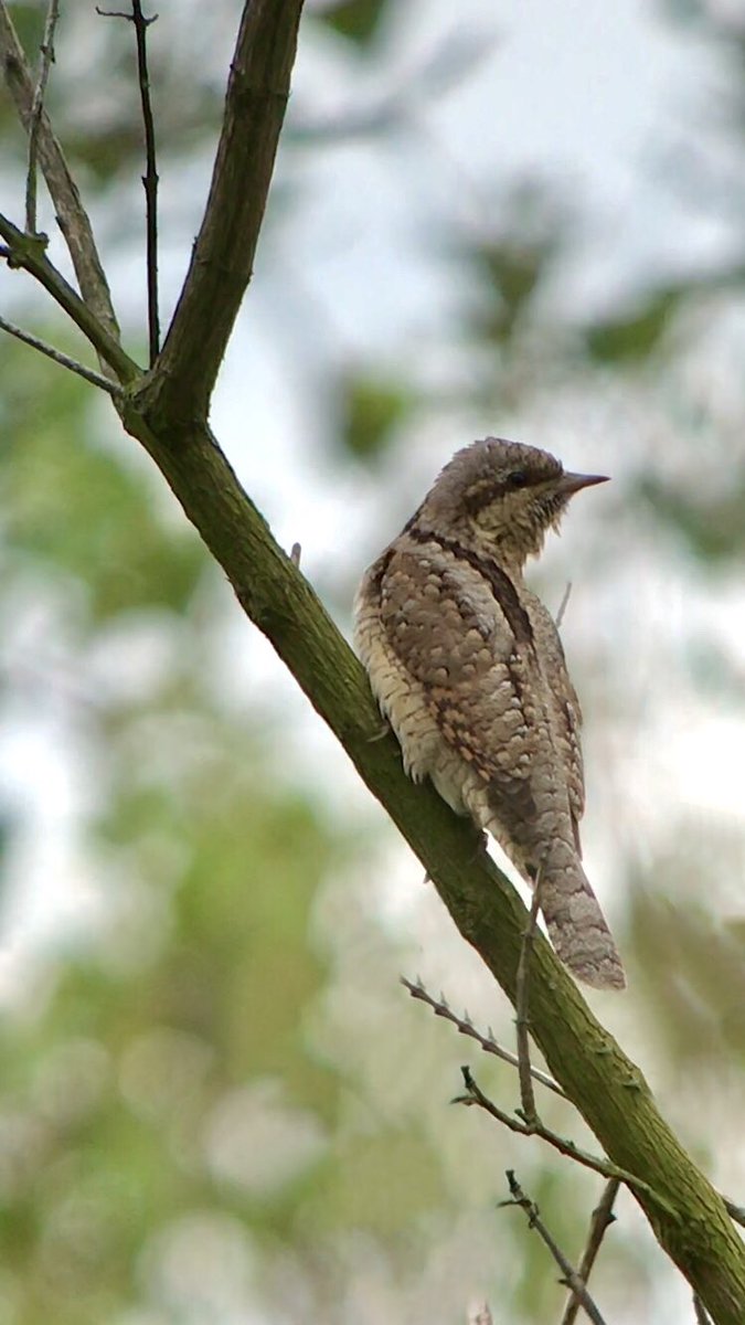 John Hunt tweet media