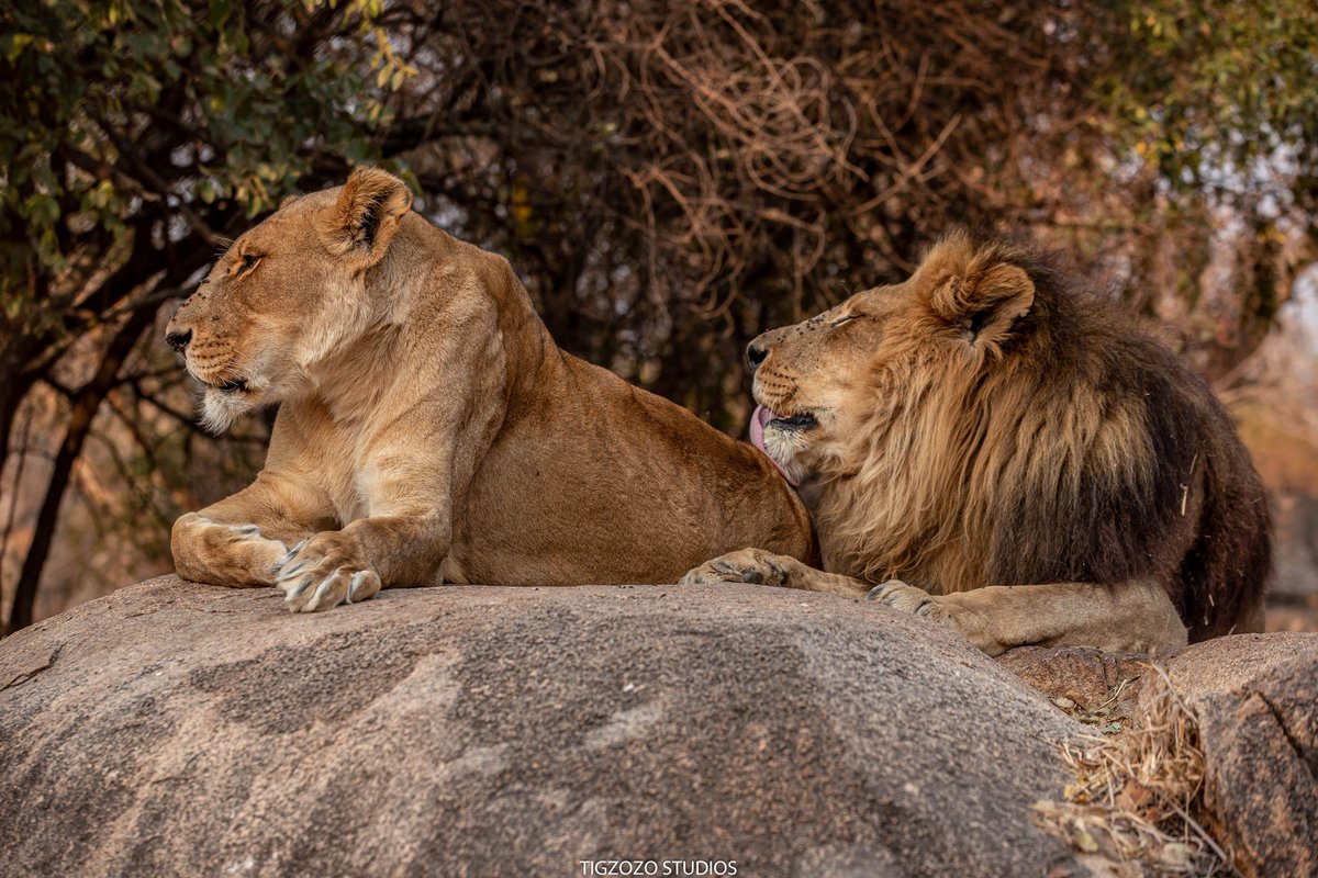 Hi guys! Im a Zim based photographer, and i shoot wildlife. Very few locals attempt this genre and they leave it mostly to foreigners who come, shoot and go. The truth, WE CAN DO IT ALSO. Please #retweet, and share local wildlife shot by a local. #ZimbabweanLivesMatter #Zimbabwe